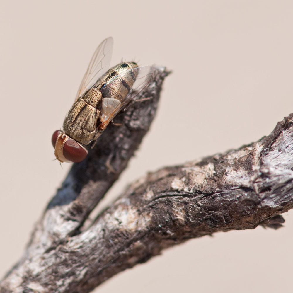 Miltogramminae
